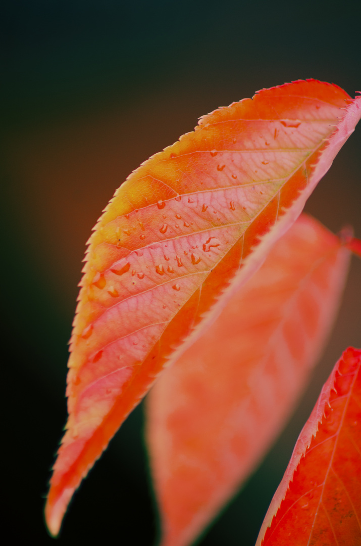 Herbstblatt in orange