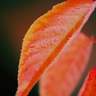 Herbstblatt in orange