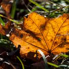 Herbstblatt IV