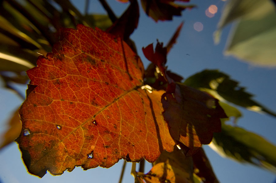 herbstblatt macro