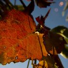 herbstblatt macro