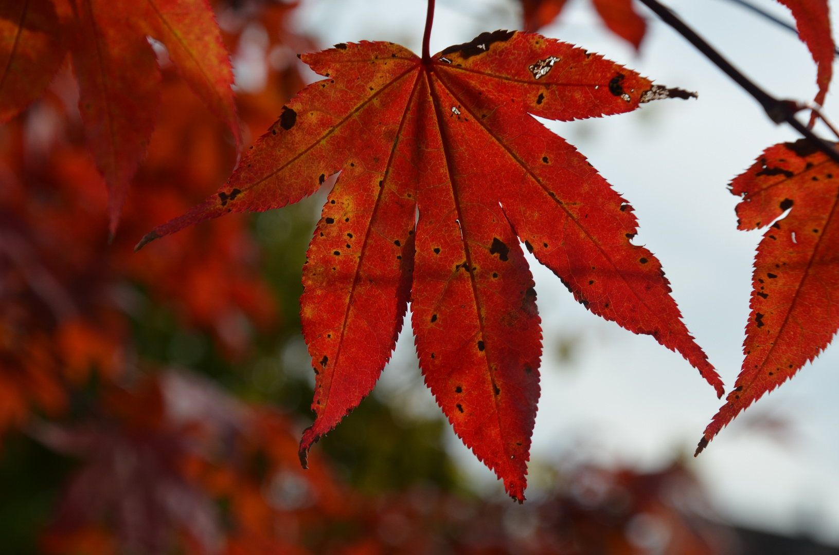 Herbstblatt mit alten Erscheinung!