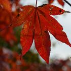 Herbstblatt mit alten Erscheinung!