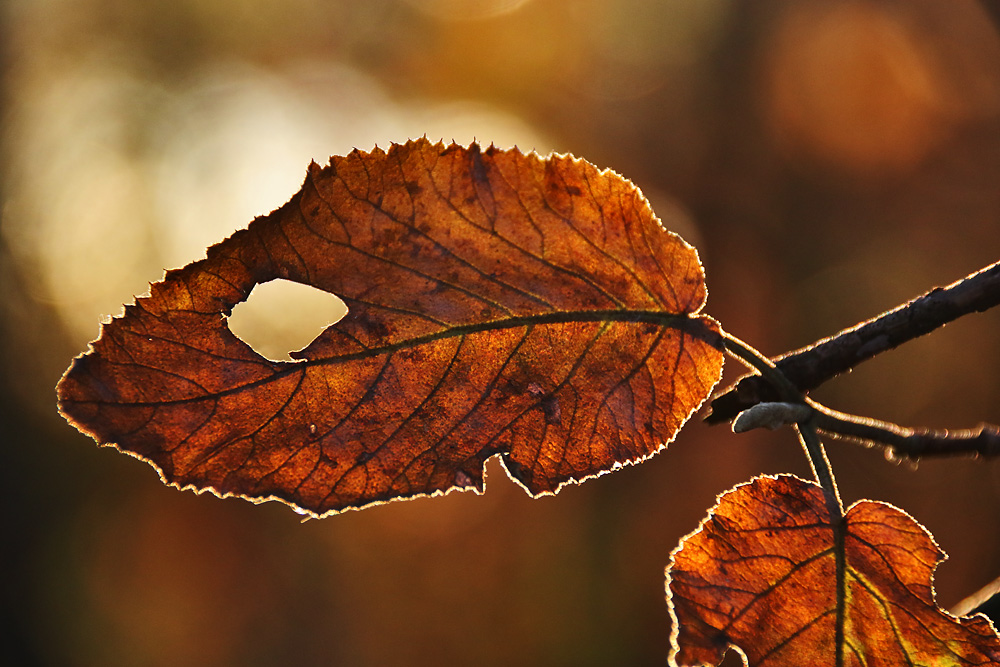Herbstblatt mit Durchblick......