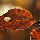Herbstblatt mit Durchblick......