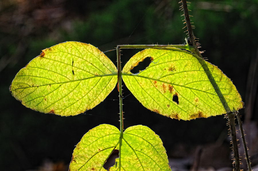 Herbstblatt mit Durchblick