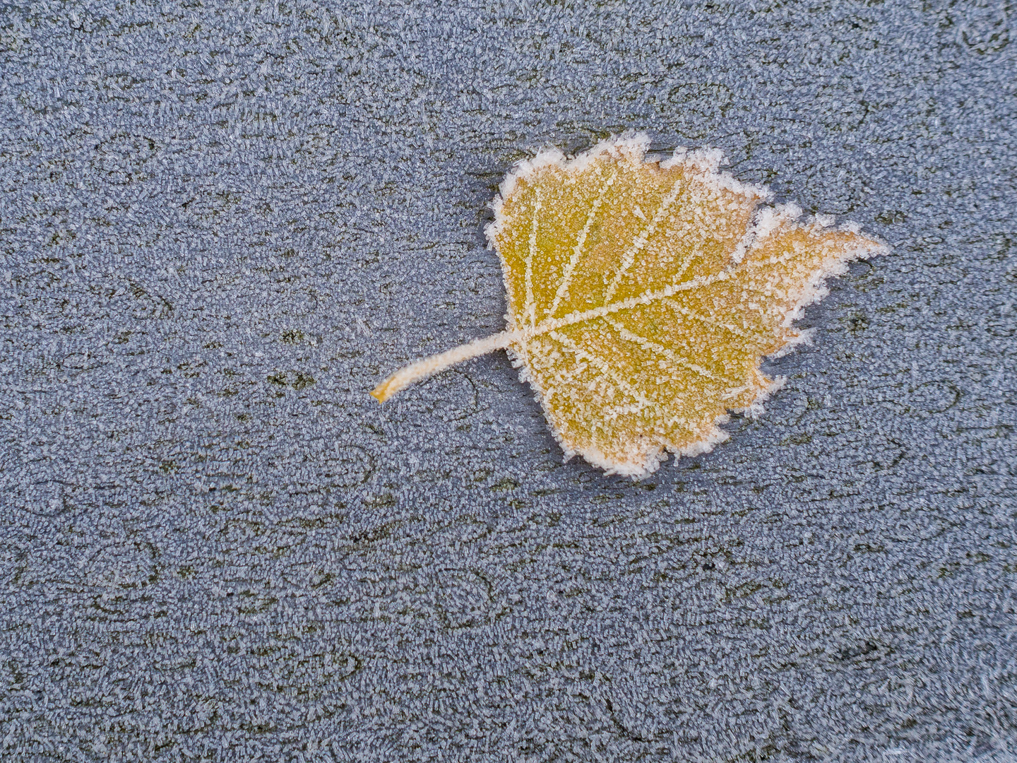 Herbstblatt mit Eiskristallen