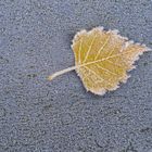 Herbstblatt mit Eiskristallen