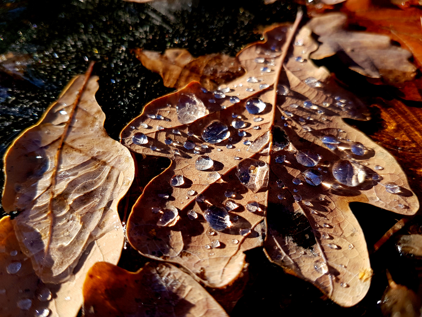 Herbstblatt mit gefrorenen Tropfen 