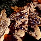 Herbstblatt mit gefrorenen Tropfen 