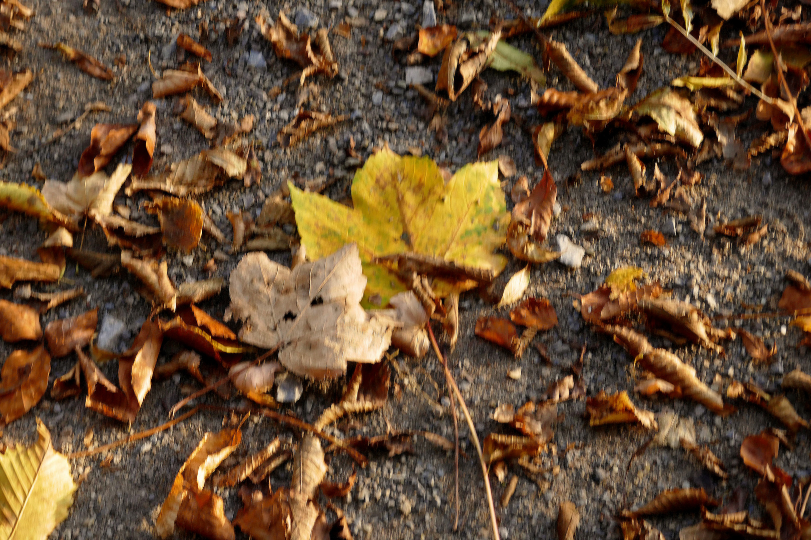  Herbstblatt mit "Gesicht"