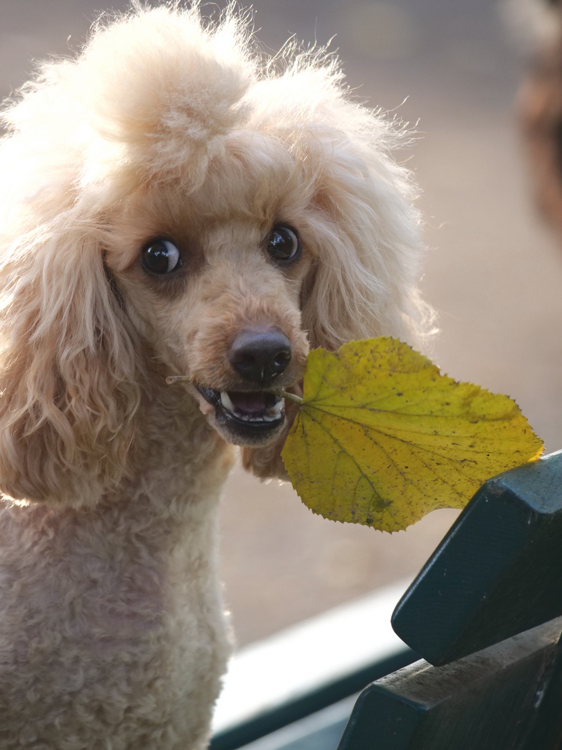 Herbstblatt mit Pudeldame