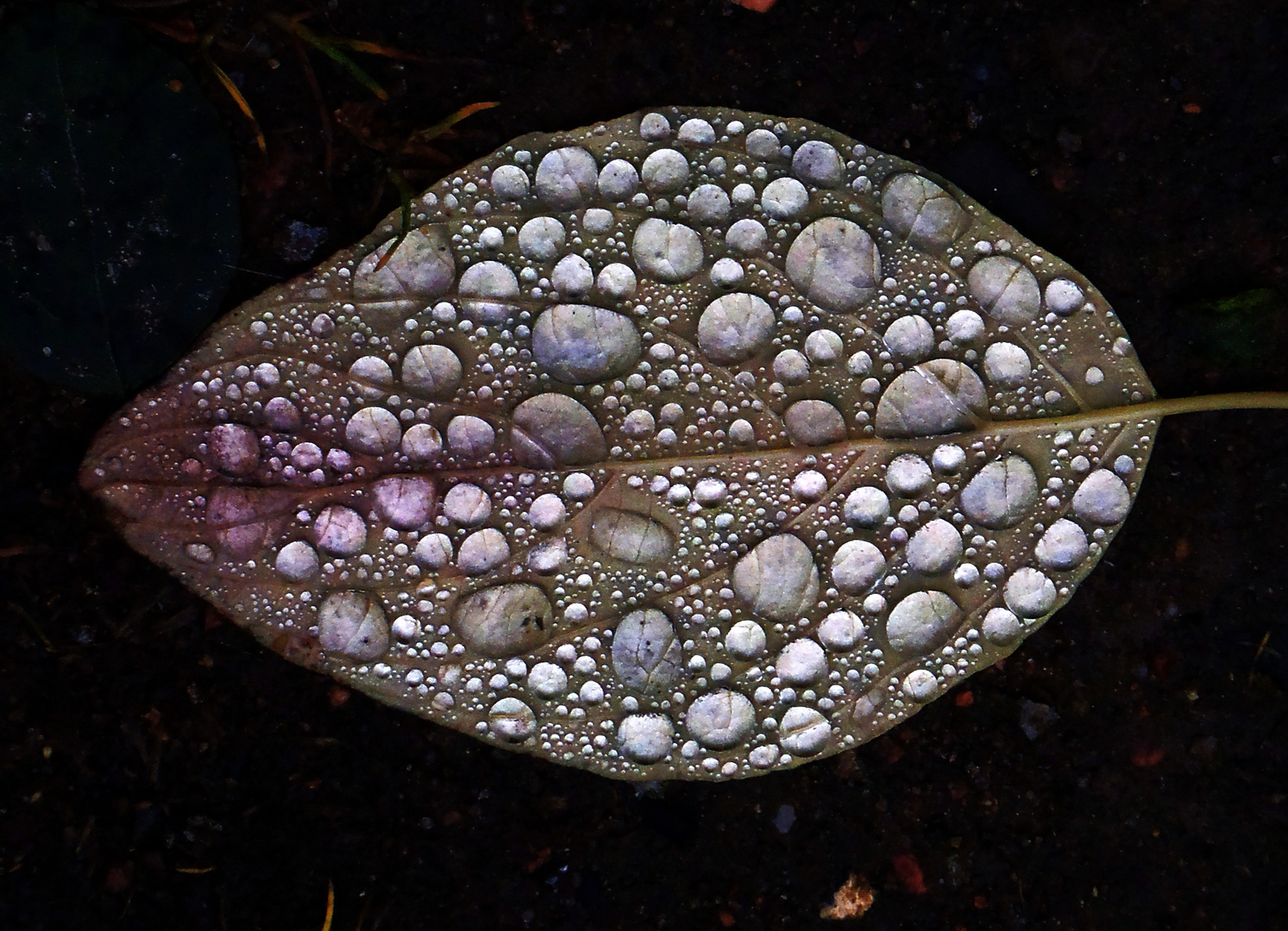 Herbstblatt mit Regentropfen