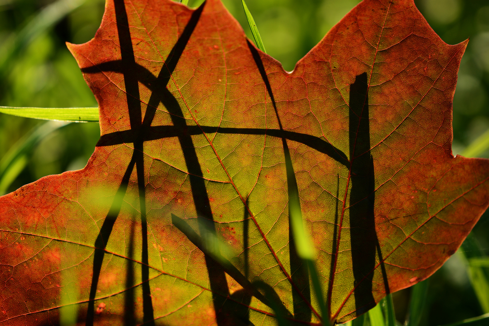 Herbstblatt mit Schatten 