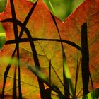 Herbstblatt mit Schatten 