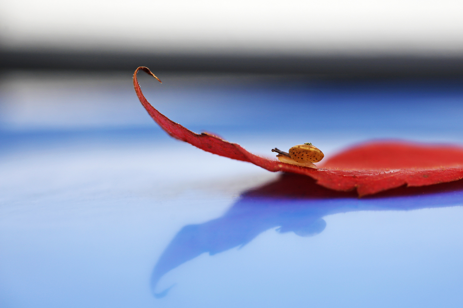 Herbstblatt mit Schnecke