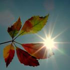 Herbstblatt mit Sternchen