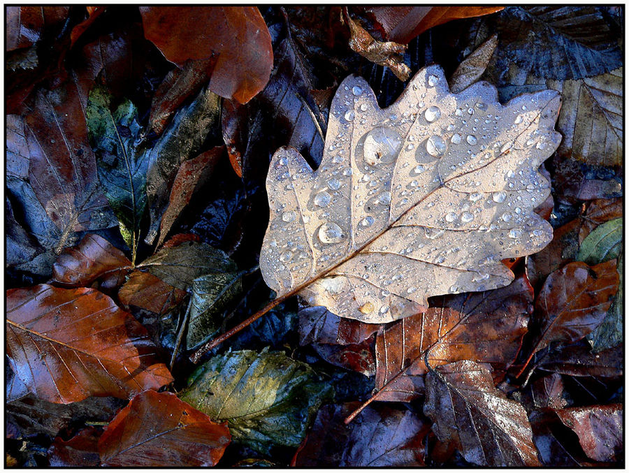 "Herbstblatt mit Tau"