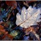 "Herbstblatt mit Tau"