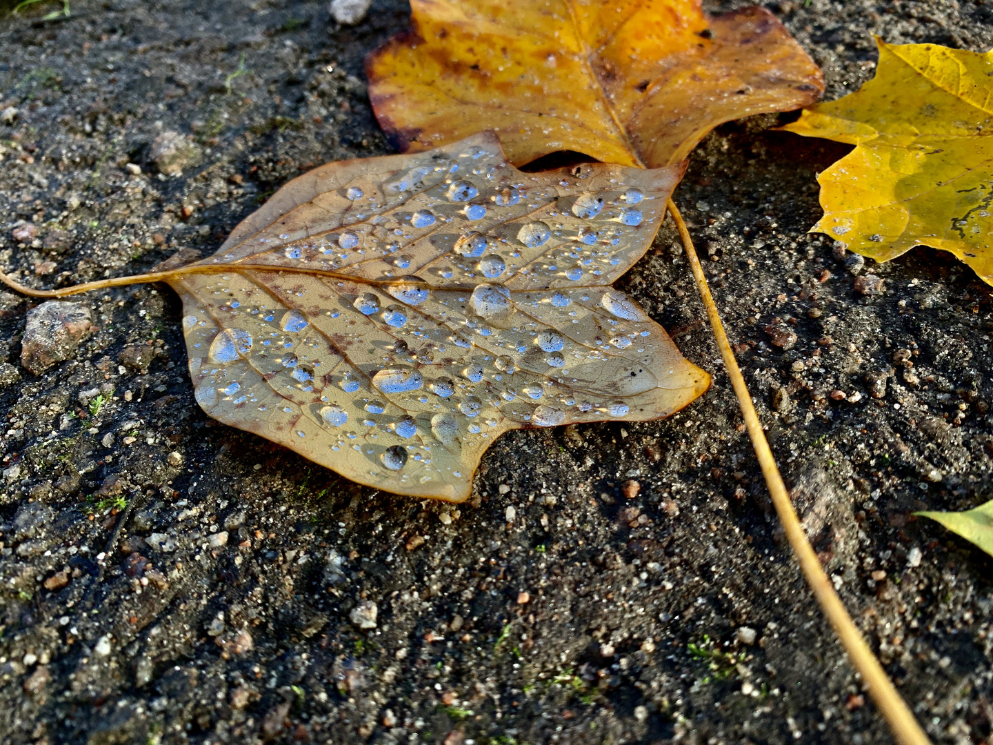 Herbstblatt mit Tau im Sonnenlicht