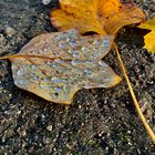 Herbstblatt mit Tau im Sonnenlicht