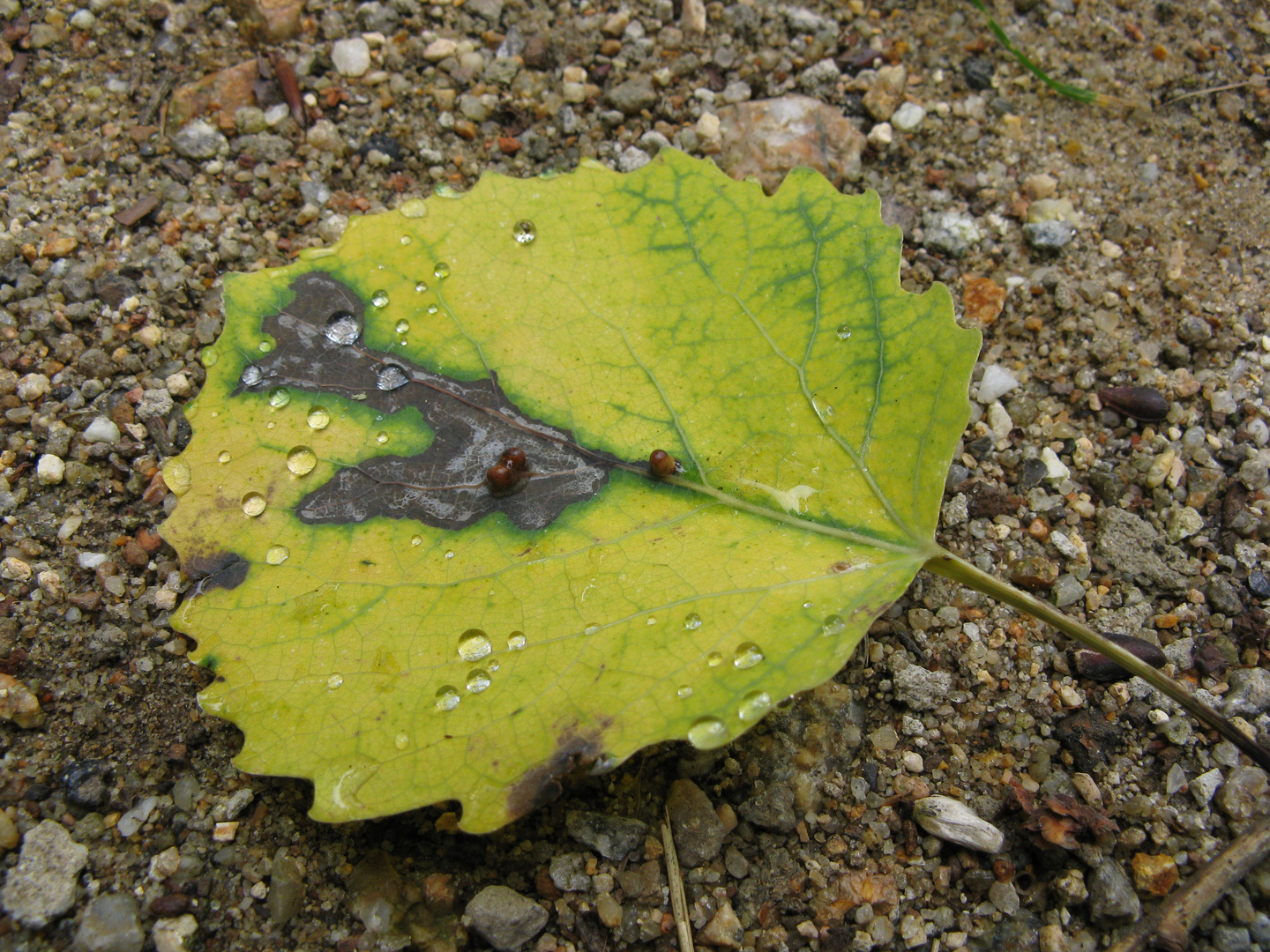 Herbstblatt mit Tropfen