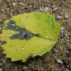 Herbstblatt mit Tropfen