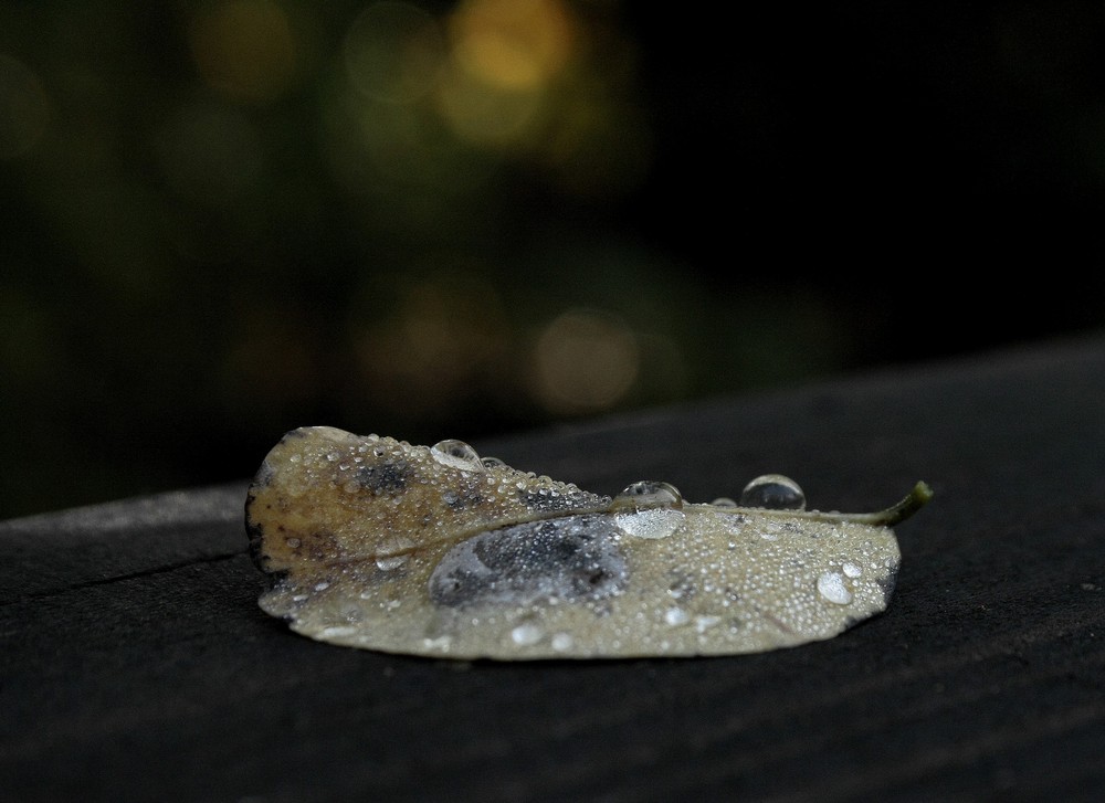 Herbstblatt mit Wasssertropfen bedeckt....