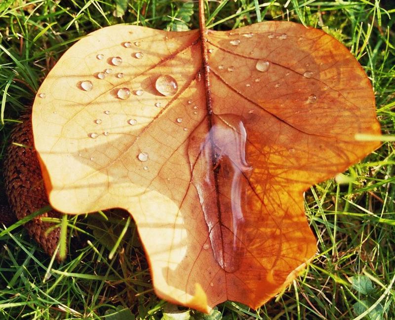 Herbstblatt nach dem Regen