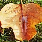 Herbstblatt nach dem Regen