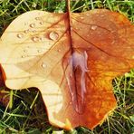 Herbstblatt nach dem Regen