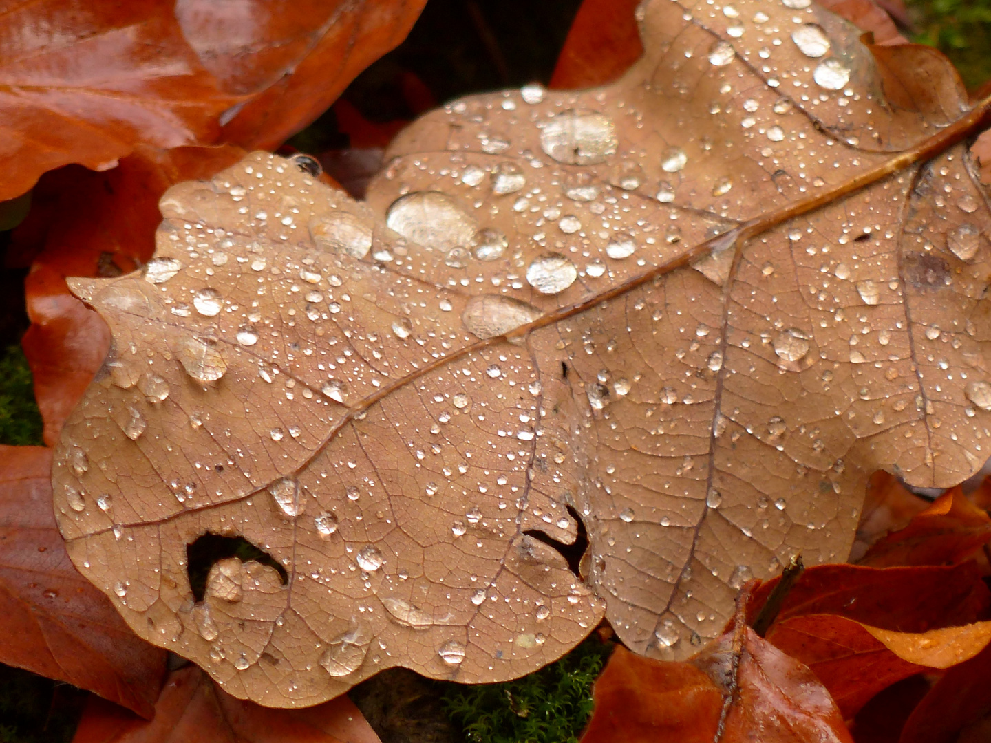 Herbstblatt nach dem Regen