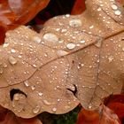 Herbstblatt nach dem Regen