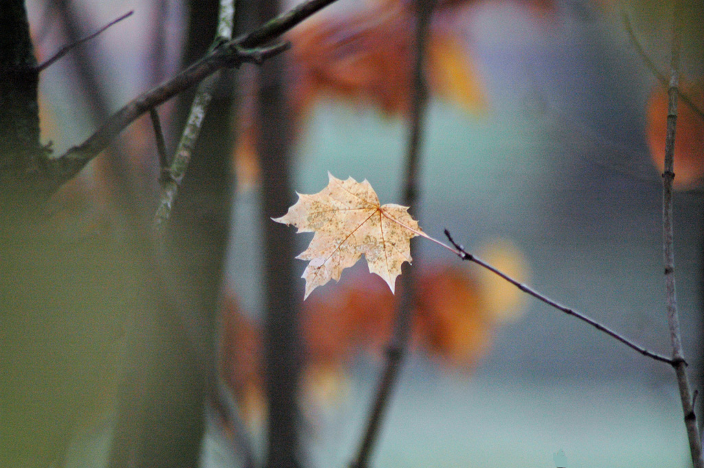 Herbstblatt November 2012