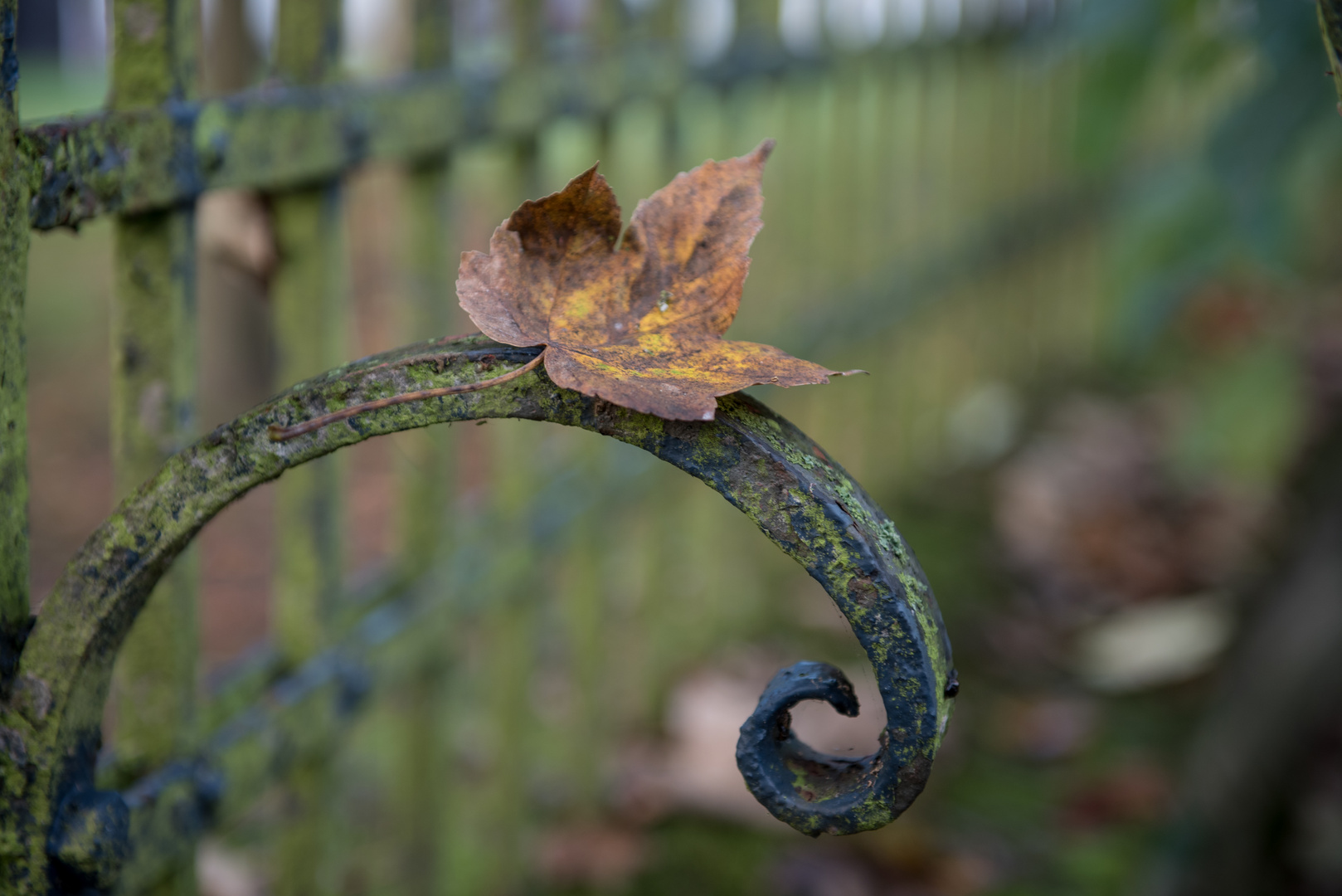 Herbstblatt - Ruheplatz