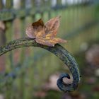 Herbstblatt - Ruheplatz