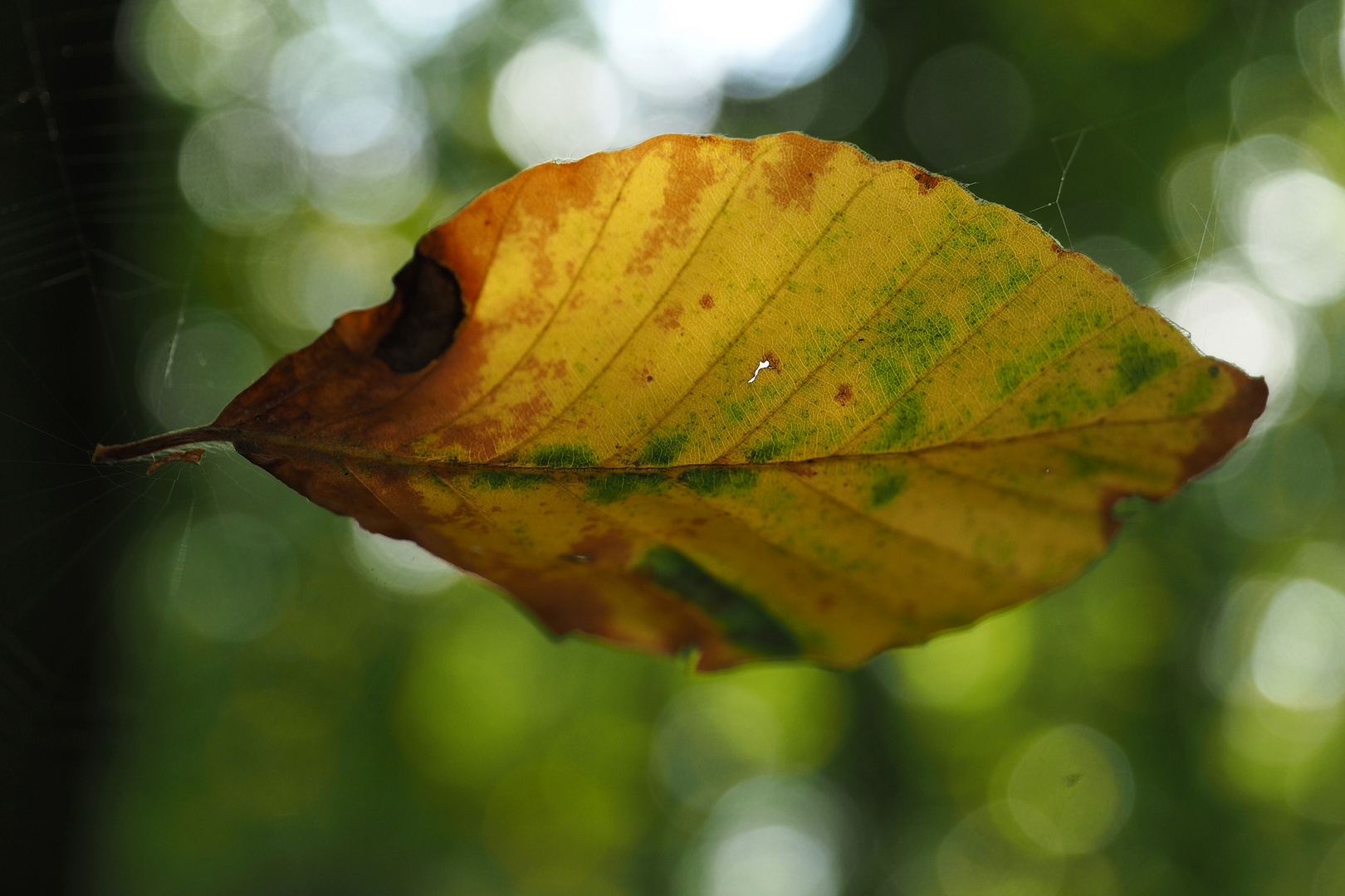 Herbstblatt: schwebend