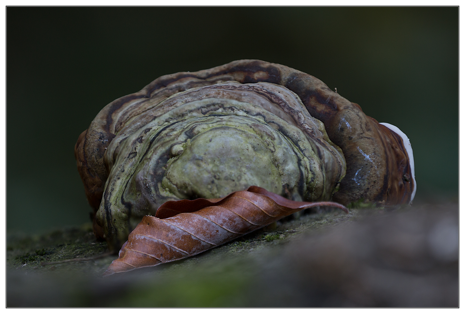 Herbstblatt speisender Pilz?