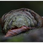 Herbstblatt speisender Pilz?