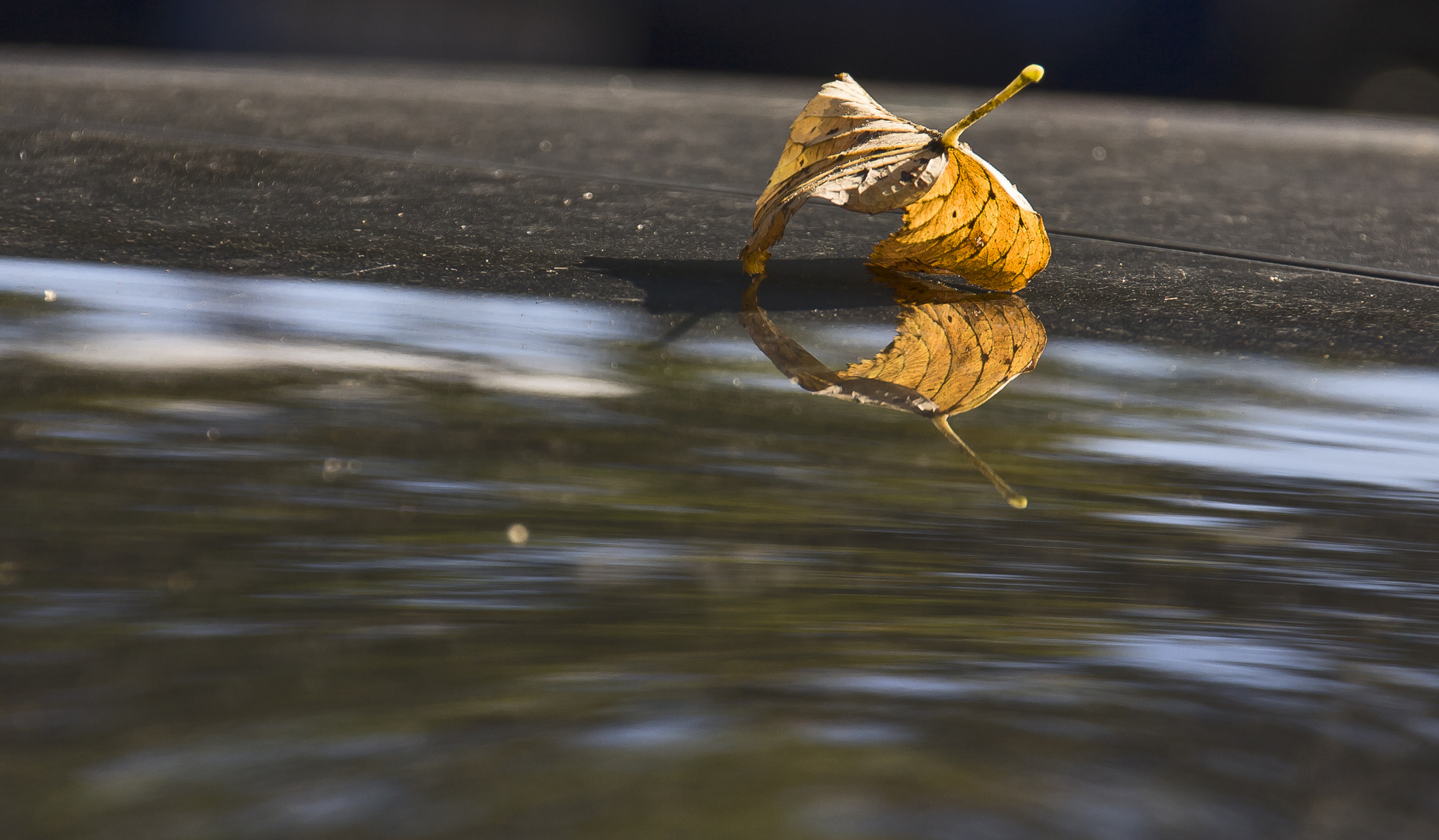 Herbstblatt trifft Autolack...