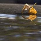 Herbstblatt trifft Autolack...