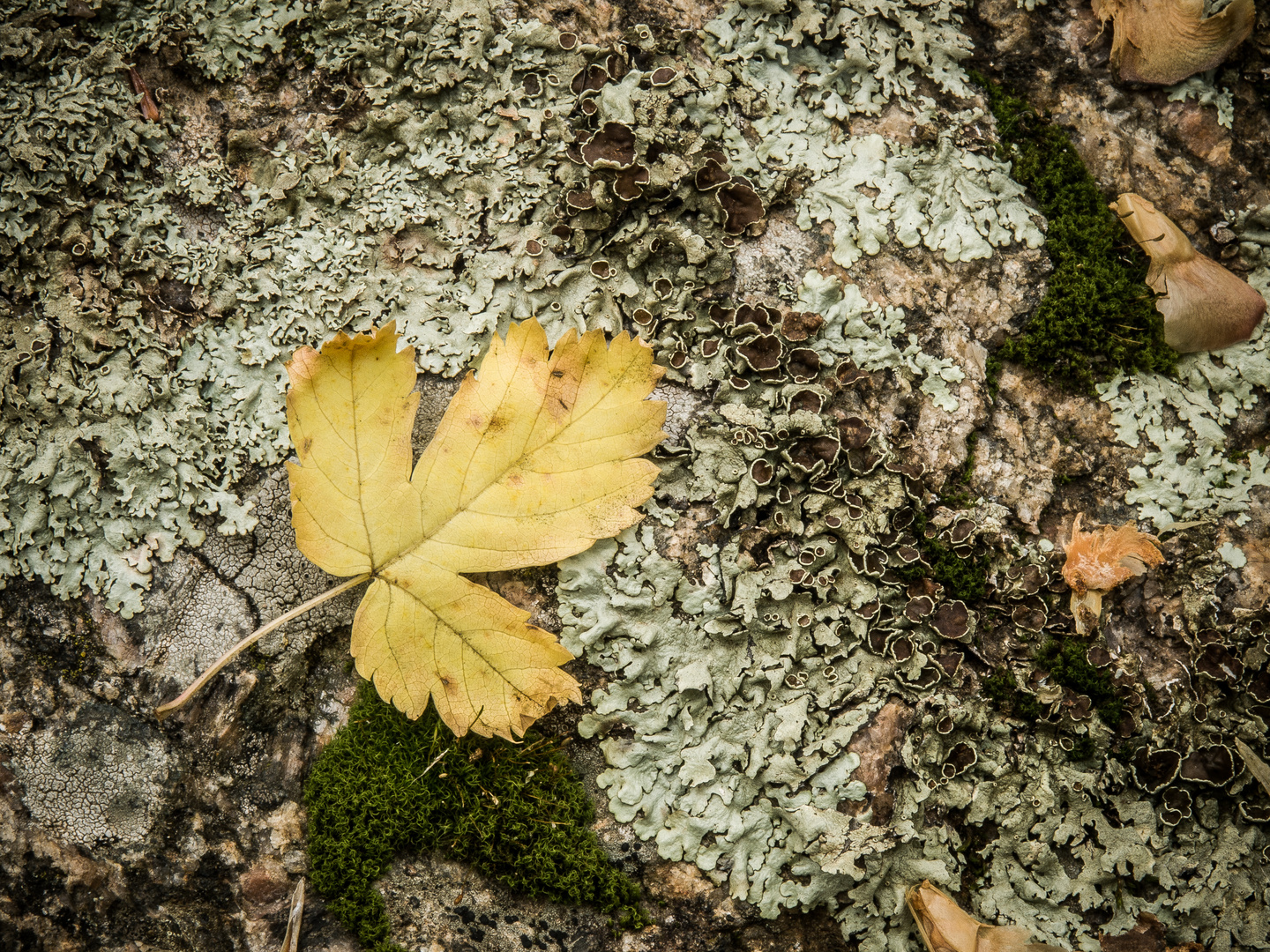 Herbstblatt und Flechten