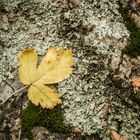 Herbstblatt und Flechten