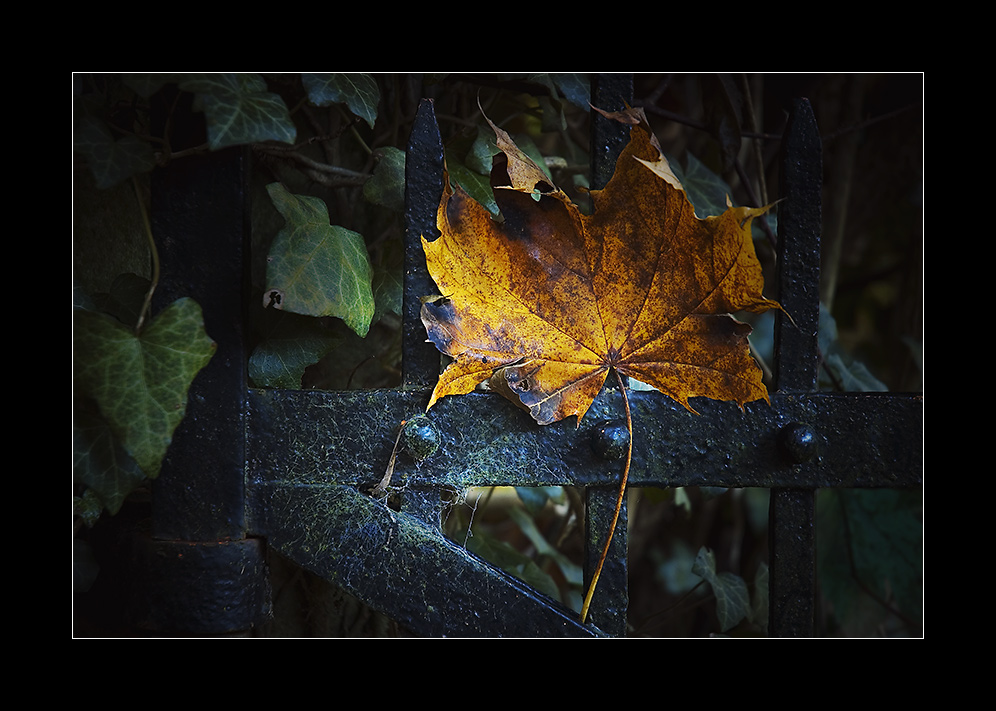 Herbstblatt - Vergänglichkeit