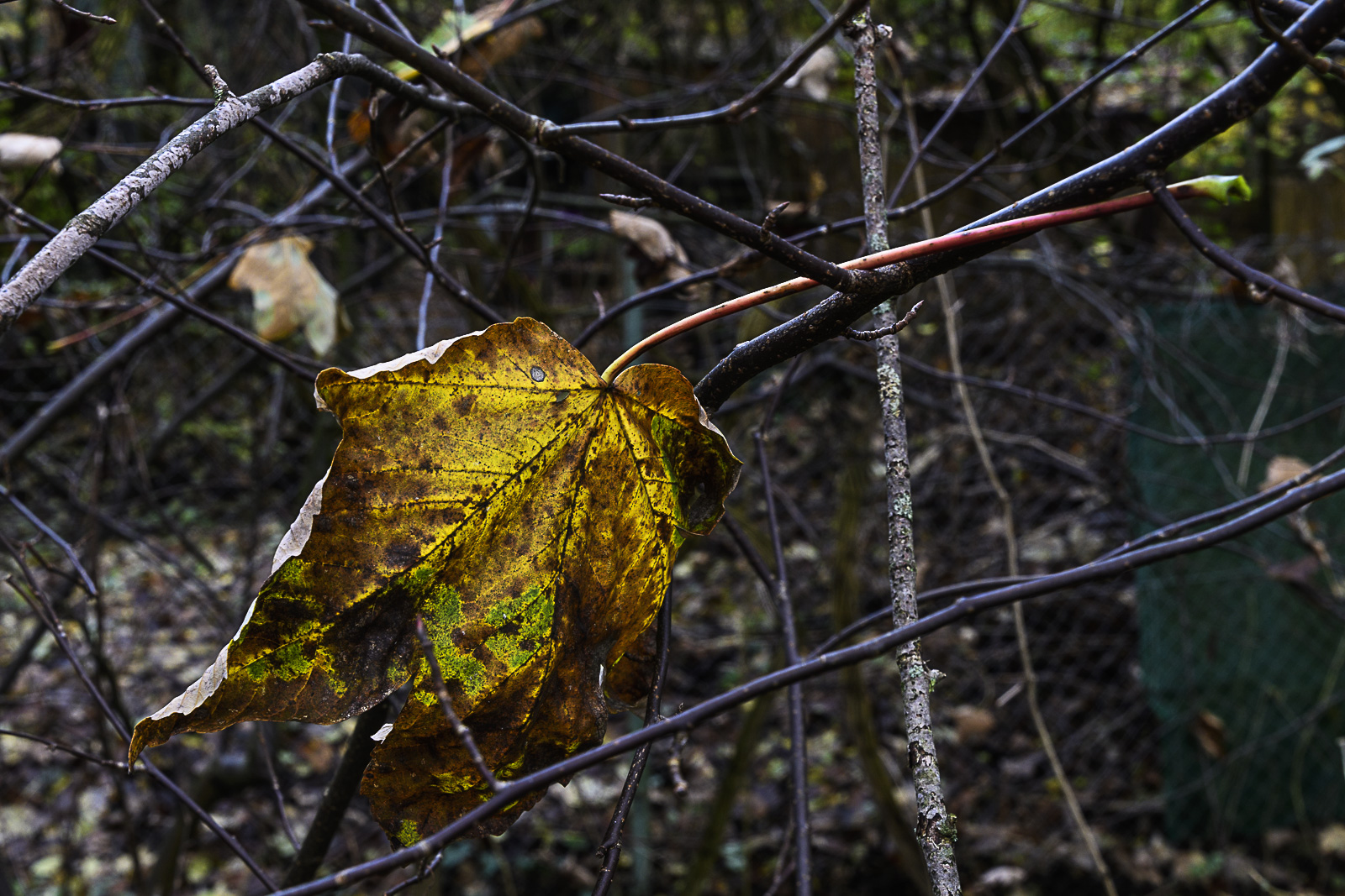 Herbstblatt, verhakt