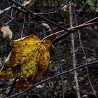 Herbstblatt, verhakt