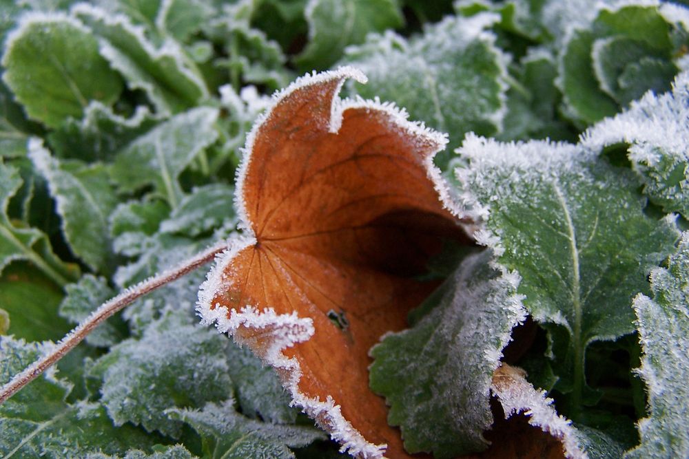 Herbstblatt verziert ...