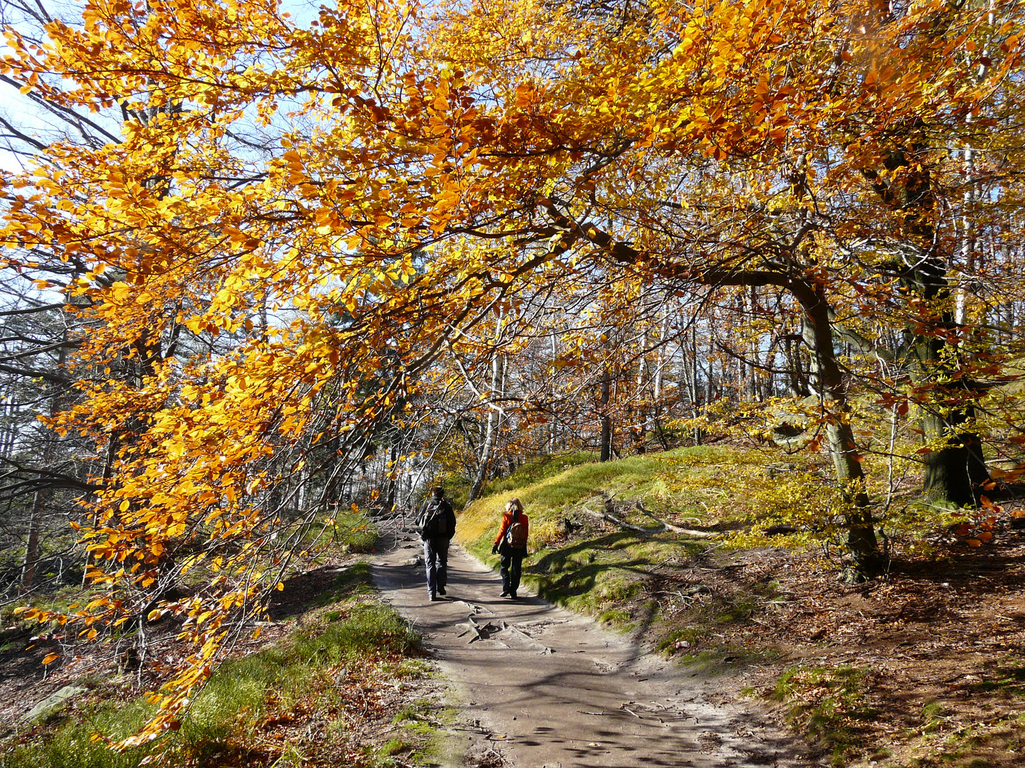 Herbstblatt wie im Buche