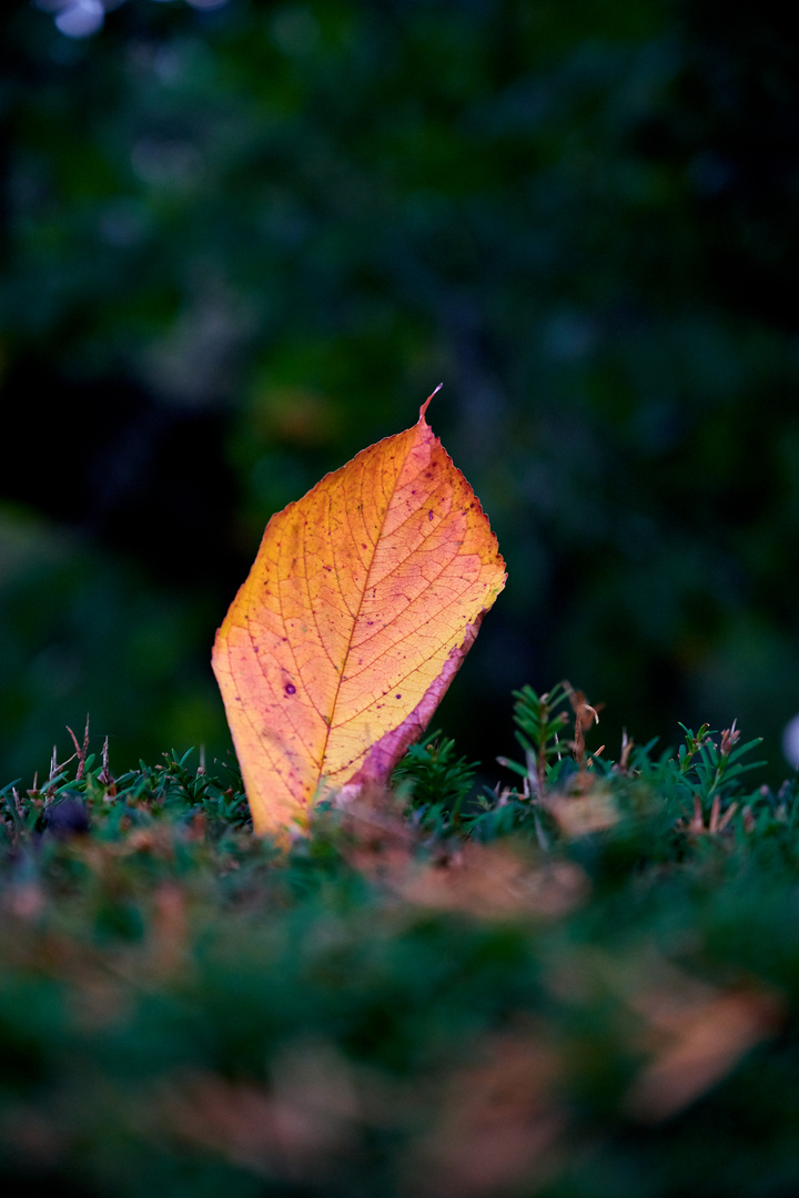 Herbstblatt_DSC_0012