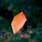 Herbstblatt_DSC_0012